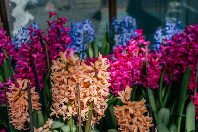 Pink, blue, and peach hyacinth flowers in garden