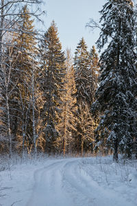 Snow covered trees in forest