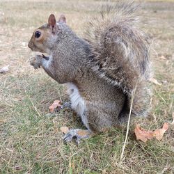 Close-up of squirrel on dry grass