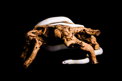 Close-up of animal skull against black background