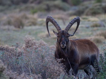 Closeup portrait of endangered walia ibex capra walie looking straight at camera, ethiopia.