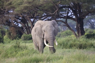 Elephant in amboseli national park, kenya, africa