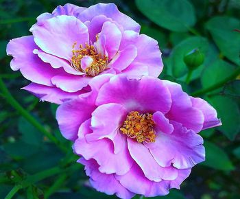 Close-up of pink flowering plant