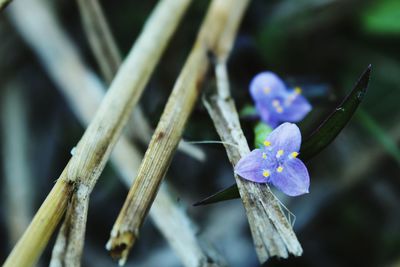 Close-up of flower blooming outdoors