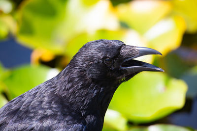 Close-up of a bird