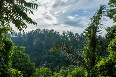 Trees in forest against sky