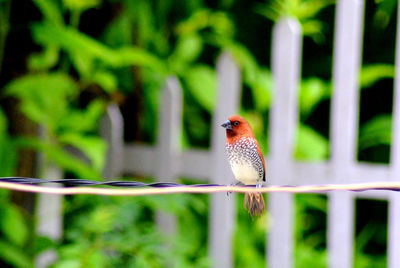 Close-up of bird perching on leaf against blurred background