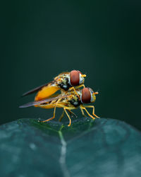 Close-up of fly