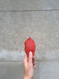 Close-up of hand holding flower