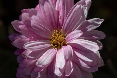 Close-up of pink flower