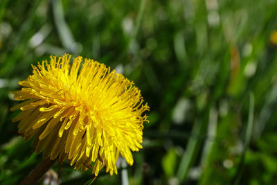 Close-up of yellow dandelion flower