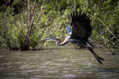 High angle view of gray heron flying over lake