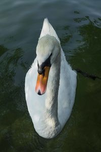 Swan swimming in lake