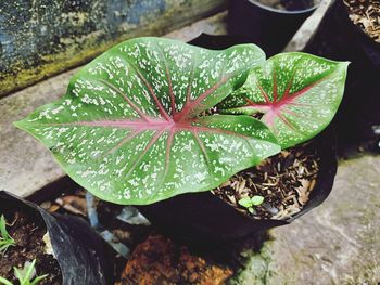 High angle view of wet plant