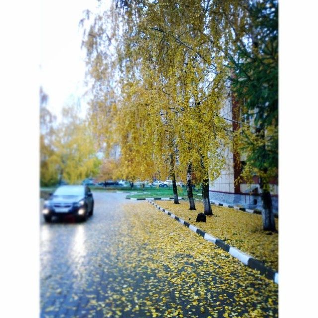 transportation, tree, car, road, land vehicle, street, mode of transport, transfer print, season, the way forward, autumn, yellow, auto post production filter, day, leaf, nature, change, outdoors, diminishing perspective