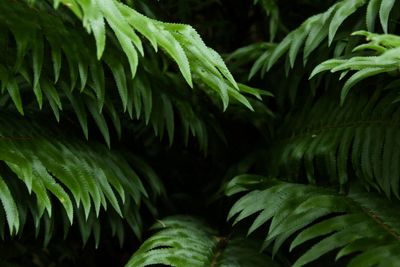 Close-up of fern leaves