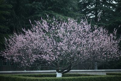 Pink flowers blooming in park