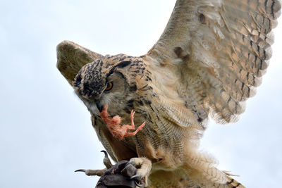Low angle view of owl eating dead animal against sky