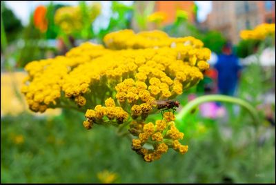 Close-up of yellow flowering plant