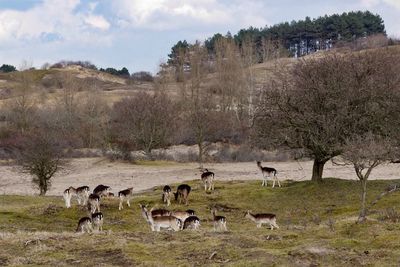 Herd of deer grazing on field in forest