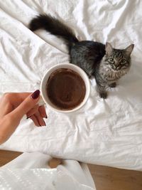 High angle view of cat holding coffee cup on bed