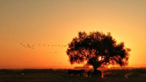 Silhouette birds on field against orange sky