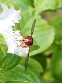 Close-up of ladybug on plant