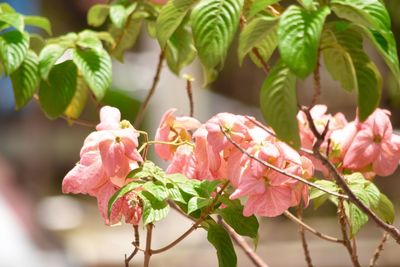 Close-up of pink flowering plant