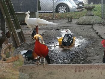 Birds perching in cage