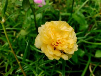 Close-up of yellow rose flower