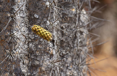 Close-up of butterfly on plant