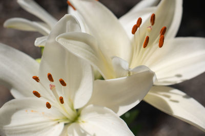 Easter lily cluster