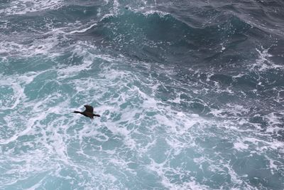 High angle view of duck swimming in sea