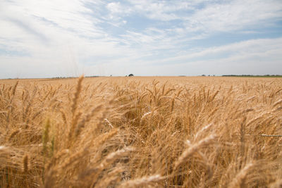 Scenic view of wheat field against sky