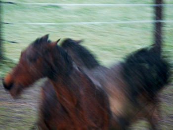 Side view of horse on field