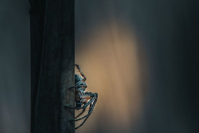 Close-up of spider on wood
