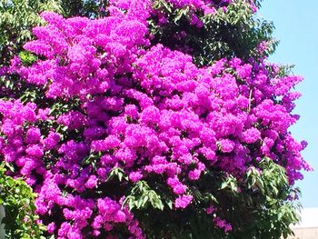 Pink flowers blooming on tree