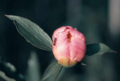 Close-up of pink rose flower