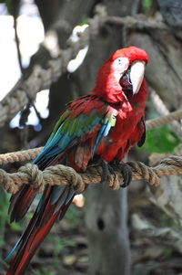 Close-up of parrot perching on branch