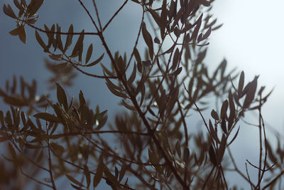 Low angle view of plants against sky