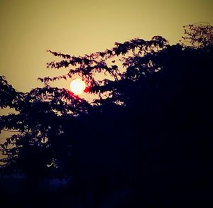 Close-up of silhouette tree against sky at sunset