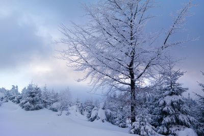 Bare tree against sky during winter
