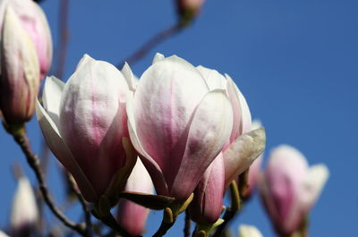 Close-up of fresh pink flowers blooming against clear sky