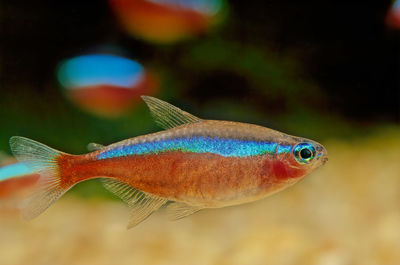 Close-up of fish swimming in sea