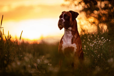 Dog looking away on field during sunset