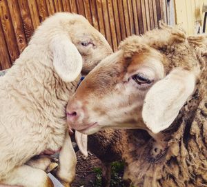 Close-up of sheep