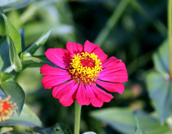 Close-up of pink flower against blurred background
