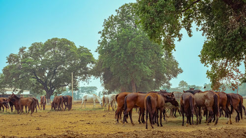 Horses grazing on field