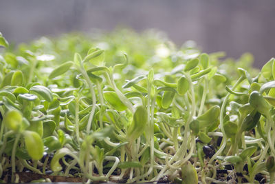 Close-up of plants growing on field