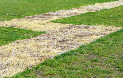 High angle view of trail on field